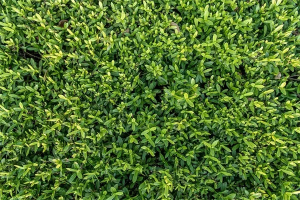 室内植物の驚きのメリット5選：科学的に証明された効果