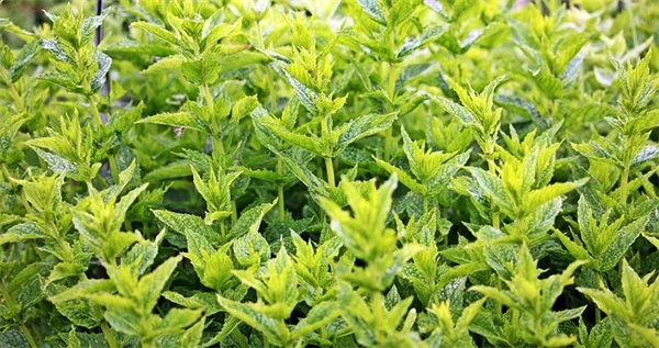 伝統野菜・F1交配種・GMOの違いを徹底解説！家庭菜園で失敗しない種の選び方