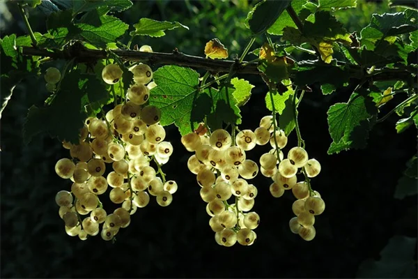 微気候土壌の違いを活かす！植物選びの実践ガイド
