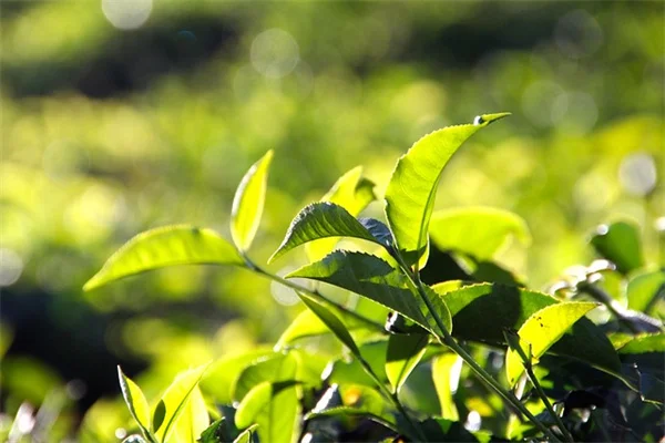 微気候土壌の違いを活かす！植物選びの実践ガイド